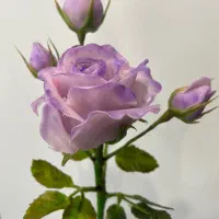 گل چینی