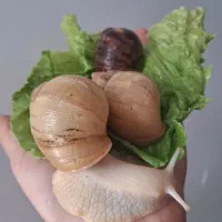 حلزون|خزنده|یزد, |دیوار