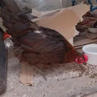 مرع تخم گزار