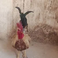 خروس کلین زیبا