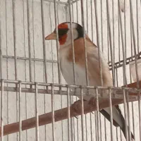 سهر نر تعویض