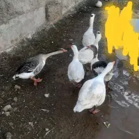 غاز‌‌‌‌‌|حیوانات مزرعه|قزوین, |دیوار