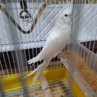 عروس هلندی آلبینو