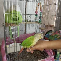 قبول واگذاری گرینچیک