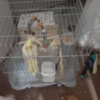 عروس هلندی سخنگو