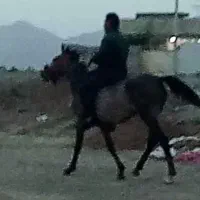 مادیون