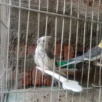 عروس هلندی مولد به شرط