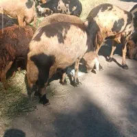 میش پلنگی