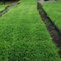 20 باکس نشا برنج هاشمی درجه یک
