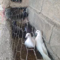 کبوتر