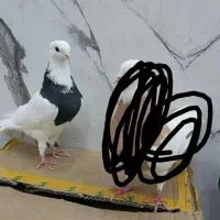 طوقی