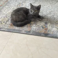 گربه اسکاتیش ماده