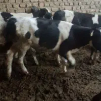 گوساله قطع شیر صنعتی