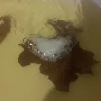 تکثیر فایتر سیچلاید کت پوزه بوته ای و آنجل