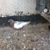 یک جفت سینه‌ای باش بالا تازه جفت شدن و 3تا شامی