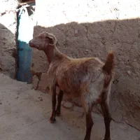 بز چاق