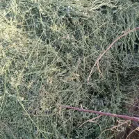 بیده.فروشی.