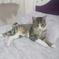 گربه نر|گربه|اردبیل, |دیوار