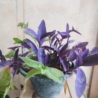 گل طبیعی