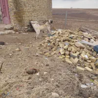 سگ سرابی|سگ|قیدار, |دیوار