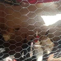 تعدادی مرغ تخم گذار
