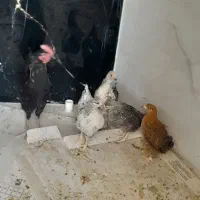 مرغ و خروس
