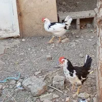 خروس گلین