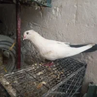کبوتر کفتر دمبی