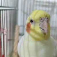 دوتا عروس هلندی نر سخنگو