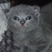 بچه گربه اسکاتیش