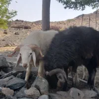 شیشک،قوچ ،بره