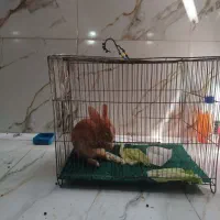 خرگوش