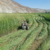 یونجه چینی علف زنی  اسپیران نهند گلوجه اطراف تبریز