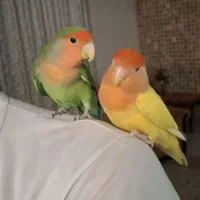 یک جفت طوطی برزیلی نر و ماده