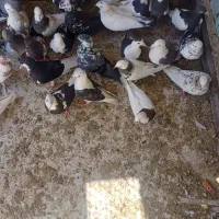 سلام تعداد ی کبوتر