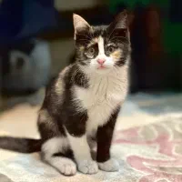 گربه حمایتی DSH