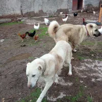 یک‌جفت‌سگ‌میکس‌سراب‌کانگال