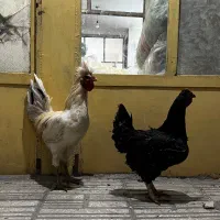 مرغ خروس