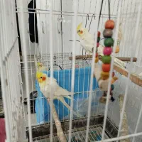کبوتر پرنده مینا عروس هلندی لوتینو مرغ عشق طوطی
