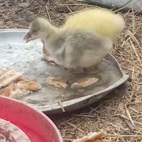 جوجه قوقاز لینداموجوده سه تا یک هفته ای با مادر