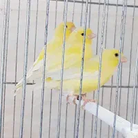 قناری اوازه خوان (رولر هارز)