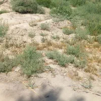 یک-قطعه-زمین-باغی-به-متراژ-750