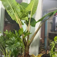 گل آپارتمانی بابا آدم برگ انجیری فردوس و غیره