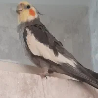 عروس هلندی گلستان گم شده