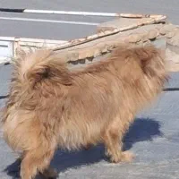 یه سگ همه چی تموم به فروش می‌رسد به حرف هم هست