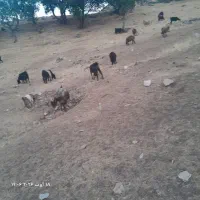 بز فروشی