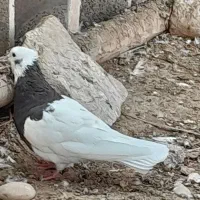 کبوتر زیره ای نر ازاسلام زرد خال سیاه قیمت ۱۵۰۰