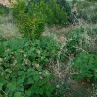 فروش باغ