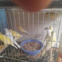 قناری نروماده