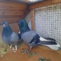 کیفیت‌کبوتر‌اتفاقی‌نیست